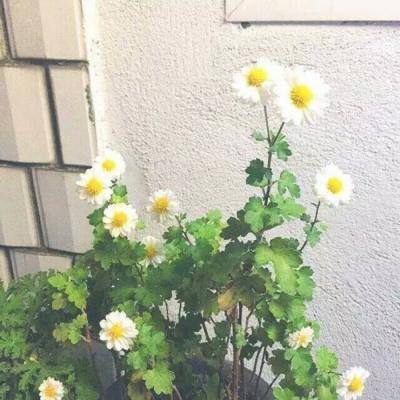 多多航海王小游戏下载